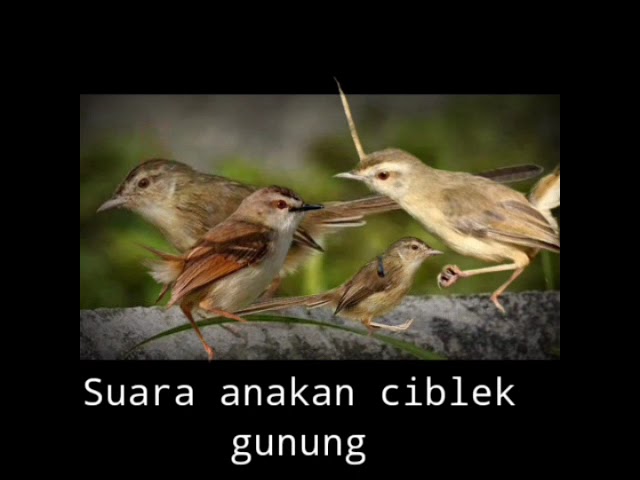 Suara anakan cigun/ciblek gunung || Paling ampuh untuk pikat class=