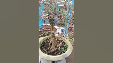 mai cúc Thọ huong ghép 3 mùa lh 0971003149