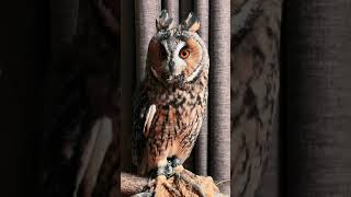 Owl with big eyes #shorts