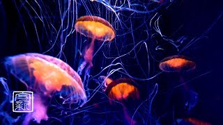 Become Verysleepy, Deep MeditationMusic 12HRS. Jellyfish Glows in Neon colors.