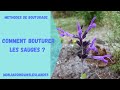 Comment bouturer les sauges  monjardindansleslandes