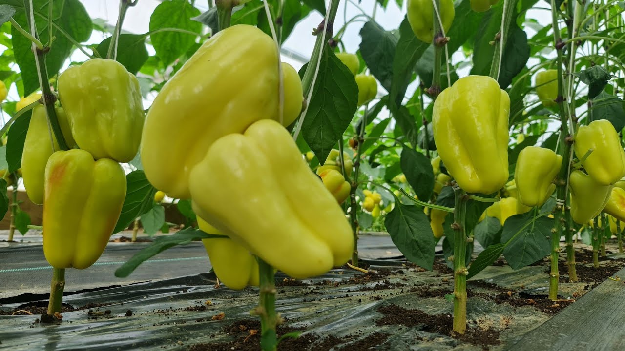 Благодаря этой хитрости я добился обильного урожая перцев – вы должны это знать!