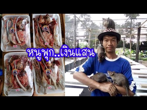 วิธีเลี้ยงหนูพุก#สูตรสำเร็จ  ไม่ต้องลองผิดลองถูก จบในคริปเดียว