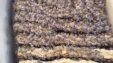 Warré hive squatters 2