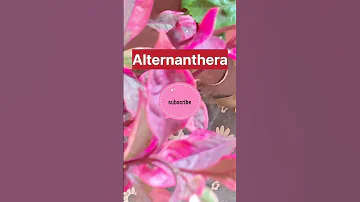 Alternanthera Repotting Shortvideo Viral2023new Naturelover 