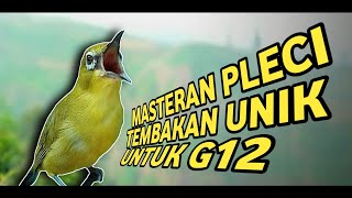 MASTERAN PLECI G12 TEMBAKAN UNIK TERBARU #masteranpleci #masteranplecinembak