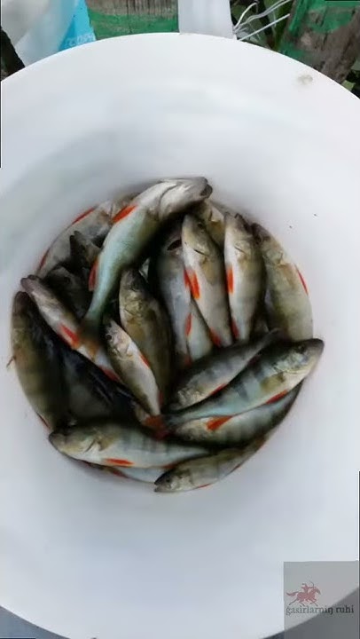 Чистим окуня. Чистим рыбу. Рыбалка. Рыба. Fishing.Рыбочистка. - YouTube