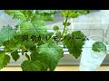 ペットボトルで簡単に育つレモンバームの炭酸水がめっちゃ爽やか！