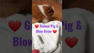 Chill Guinea Pig Blow Dry Post Bath Time!