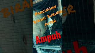Download Lagu pancingan birahi burung  puter jantan MP3 Download Lagu pancingan birahi burung  puter jantan MP3