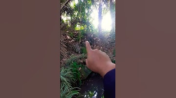 SITUS MAKAM KERAMAT CIHULU KUNINGAN WINDUHERANG @JEJAKSPT #makamkeramat
