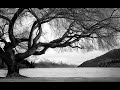 Emotion photographs of trees  thang duc nguyen black  white photography  tdn bw