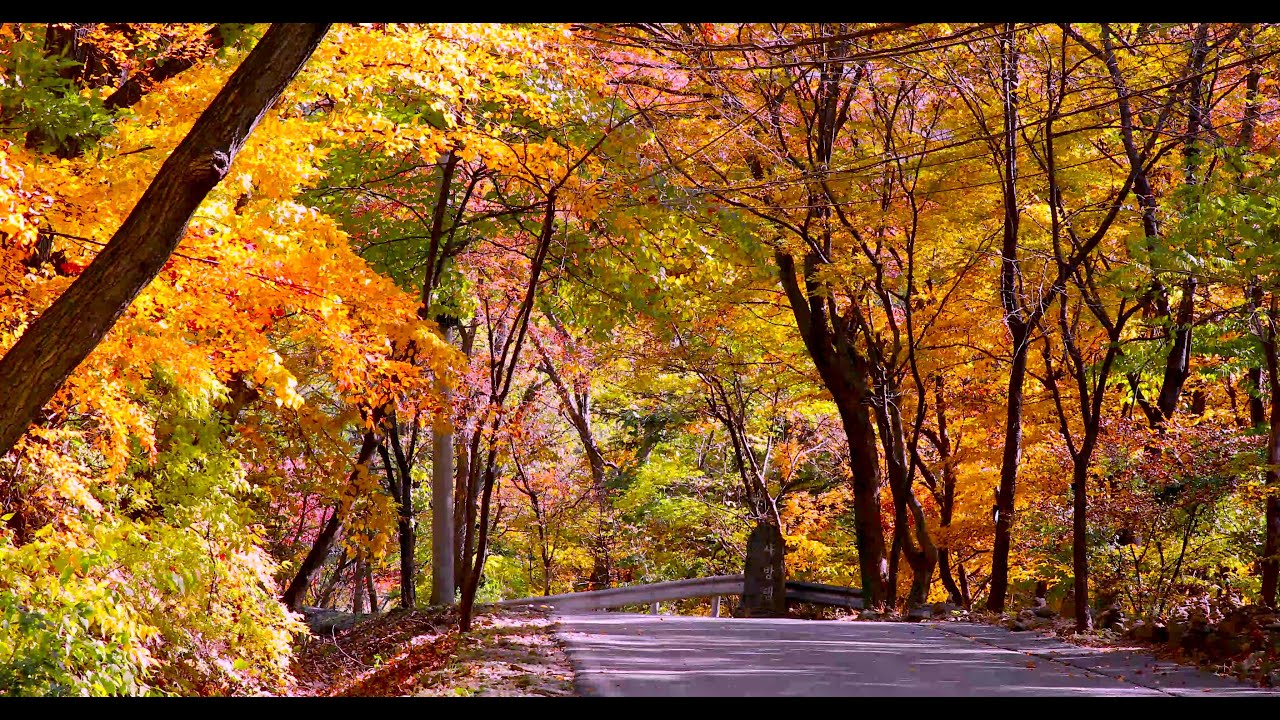 4K Free Video Source - #단풍 , #가을풍경 , #무료영상소스 , #Autumn - Youtube