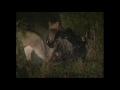 RARE AND EXPLOSIVE LION ATTACKING MALE BUFFALO IN KRUGER