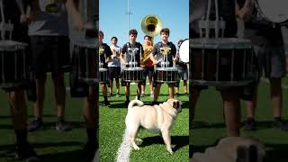 Prompt 79  A playful pug puppy stumbles into a marching band rehearsal  Barking with every trumpet b