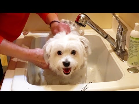 does-this-dog-like-his-bath?