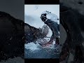 Moose VS Octopus #animals #moose #octopus #vs