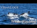 VikeeVLOGS: Whale Watching with Nalla