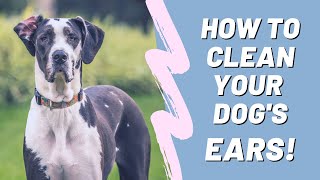 How to Clean a Dog's Ears at Home | Great Dane Tutorial! | Great Dane Care