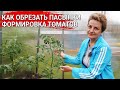 Как обрезать пасынки - формировка томатов