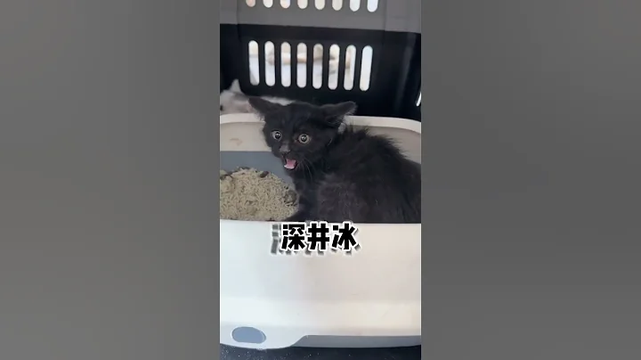 父子同心，其利断金！ #我和流浪猫的故事 #流浪猫 #关爱流浪猫#黑猫 - 天天要闻