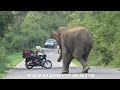 The elephant chased the threewheeler that went near the elephant and attacked it