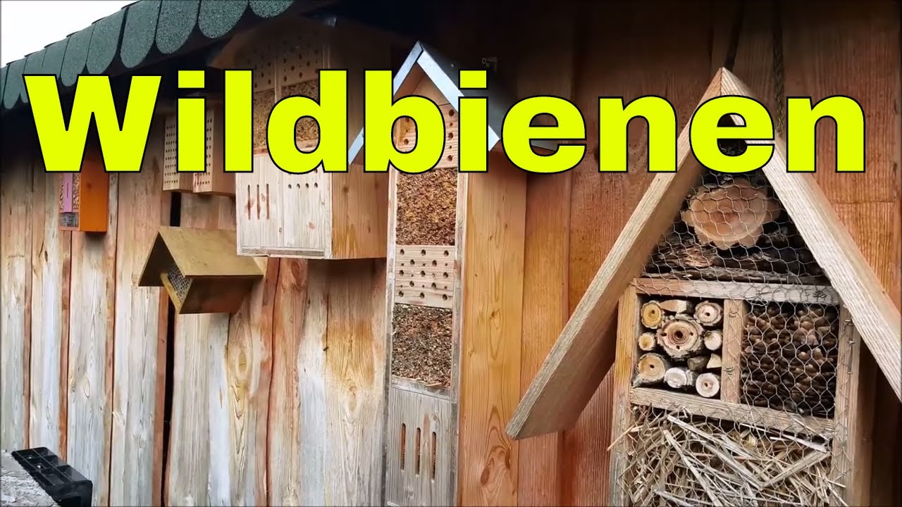 Wildbienen Und Mauerbienen Im Garten Ansiedeln Vermeiden Sie Diesen Fehler Youtube