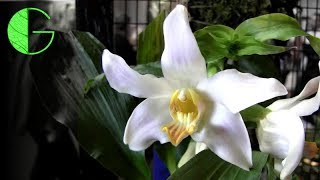 Denver Denver Orchid Society Show And Sale 30 March 2019