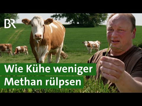 Video: 3 Möglichkeiten, Rinder zu füttern