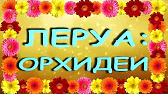 Орхидеи,узамба́рские фиалки,Самара🌺
