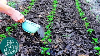 🌱 Fertilizing tomatoes, peppers, eggplants after planting seedlings in open ground screenshot 3