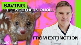 Saving The Quoll from The Invasive Cane Toad | Colossal Biosciences