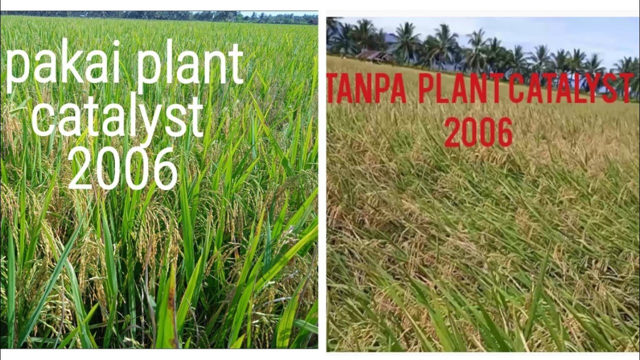 Bandingkan padi yg menggunakan plant catalyst 2006 dg yg tidak.