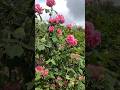 强香玫瑰系列 Fragrant Roses | Gertrude Jekyll Rose by David Austin | 大卫奥斯汀玫瑰 11 June 2025 #rose