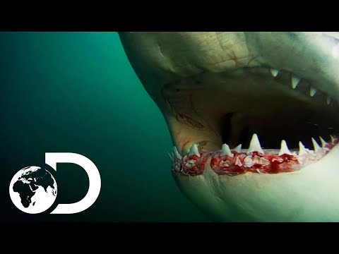 वीडियो: शार्क कैसे खाते हैं