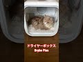 ドライヤーボックス"Drybo"買ってみた#drybo #Dryboplus #スコティッシュフォールド #スコティッシュフォールド立ち耳 #cat #猫 #ねこ #猫好き