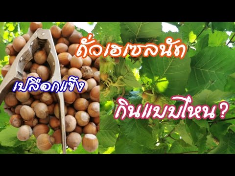 ถั่วเฮเซลนัทกินแบบไหน What kind of hazelnuts are eaten #กินถั่วเฮเซล​นัท​