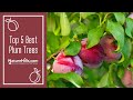 Top 5 best plum trees  naturehillscom