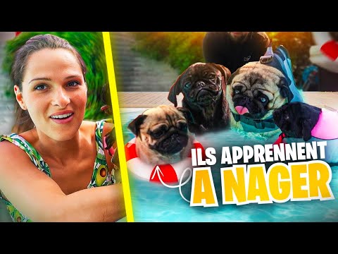 Vidéo: Est-ce que tous les chiens peuvent nager?