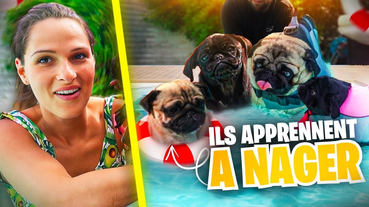 Je mets mes chiens pour la première fois dans la piscine (ils apprennent à nager) 😂