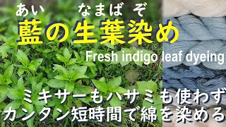 カンタン藍の生葉染め　Easy indigo leaf dyeing - Dyeing cotton without a blender or a blade