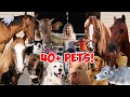 FEEDING ALL MY PETS IN ONE VIDEO! | 40+ ANIMALS NEW BARN!