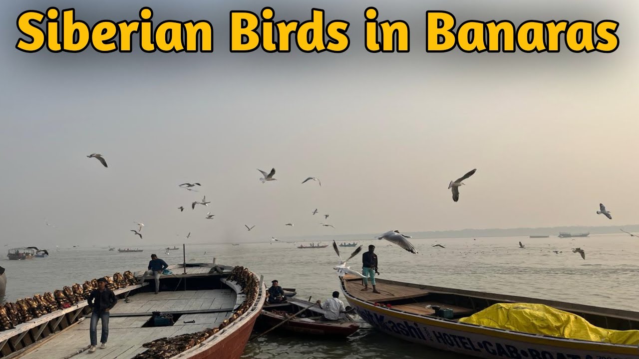 Siberian Birds in Banaras | Varanasi Assi Ghar | Banaras | kashi vishwanath | varanasi 
