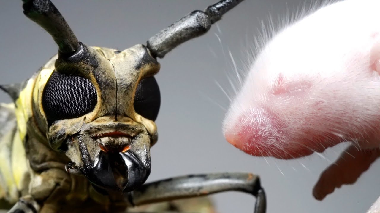 最大のカミキリムシに色んな物を噛ませてみたら Youtube