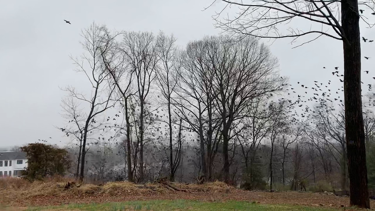 Fighting COVID19 feeding birds in New Jersey YouTube