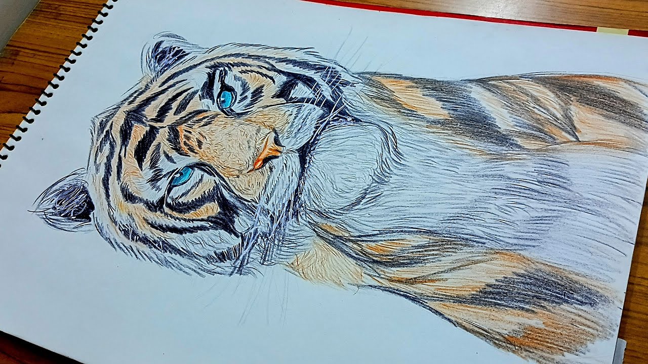 “Realistic Sumatran Tiger Drawing | Step by Step Wildlife Art”