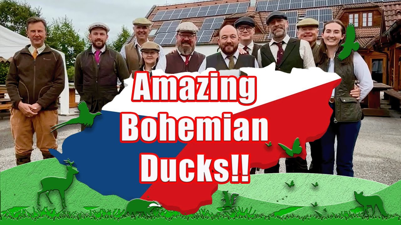 Bohemian Ducks in the Czech Republic!