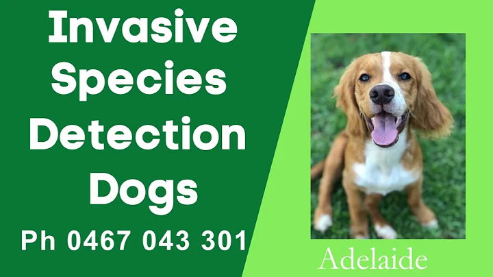 Invasive Species Detection Dogs in Adelaide, South Australia