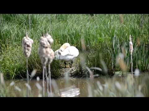 Dunsfold village Surrey | Scenes of this quintessential English rural village 2016