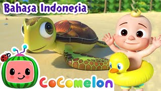 Lagu Hewan Laut | CoComelon Bahasa Indonesia - Lagu Anak Anak